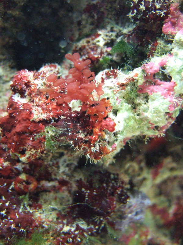 Botryocladia botryoides