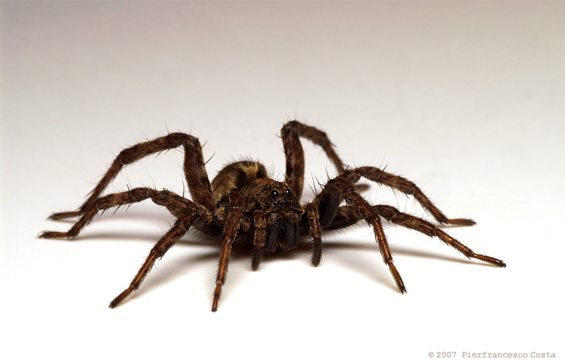TARANTULA!!