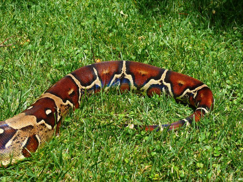 tail