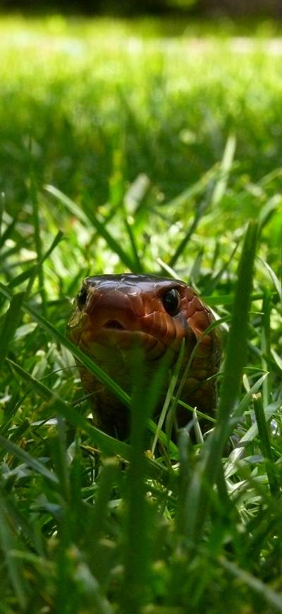 in de vert