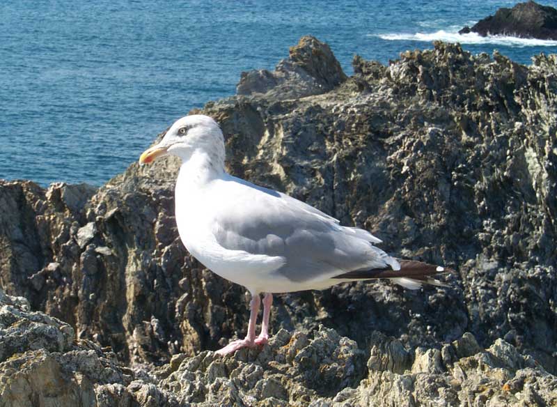 belleilegabbiano