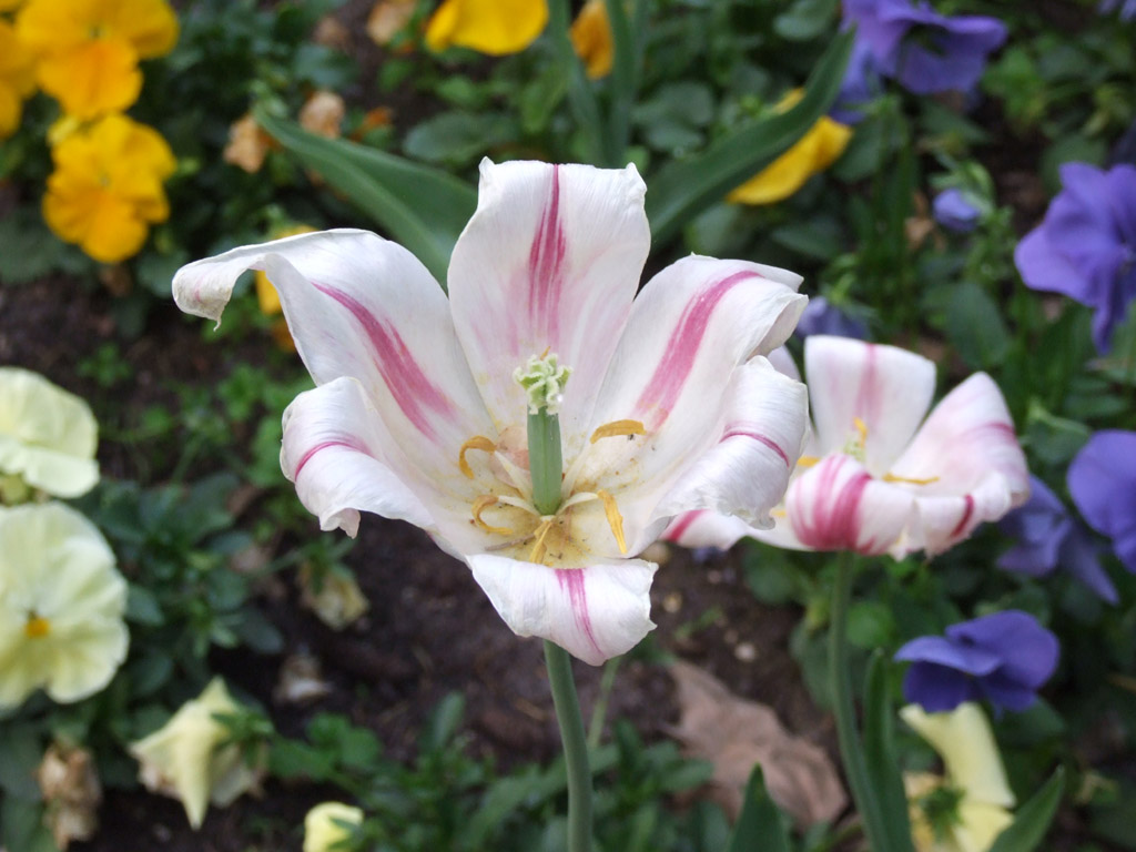 Fiore in macro