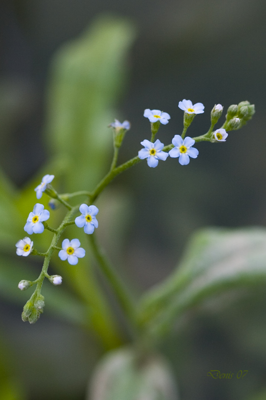 fiorellini di fiume