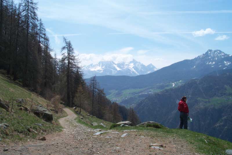chamois6
