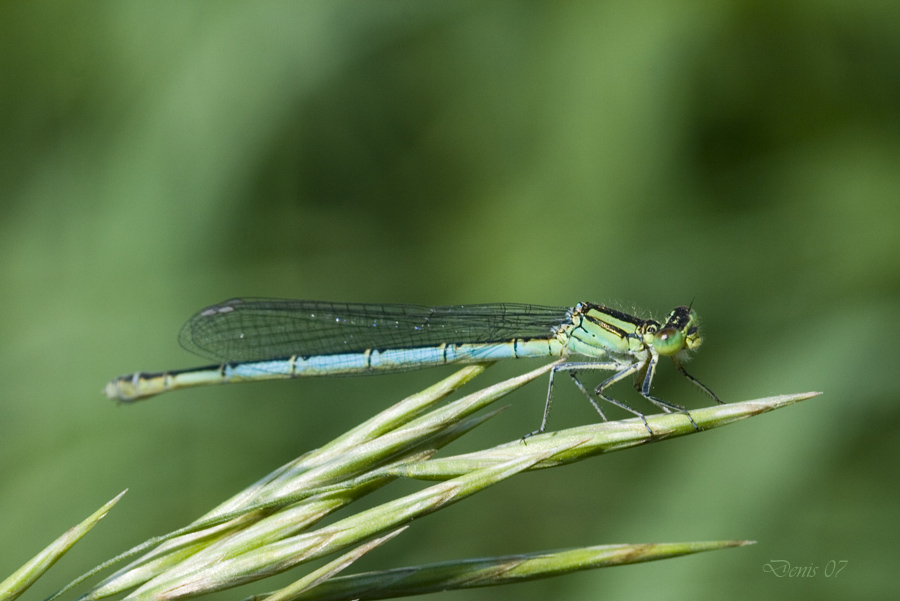 di verde e d'azzurro