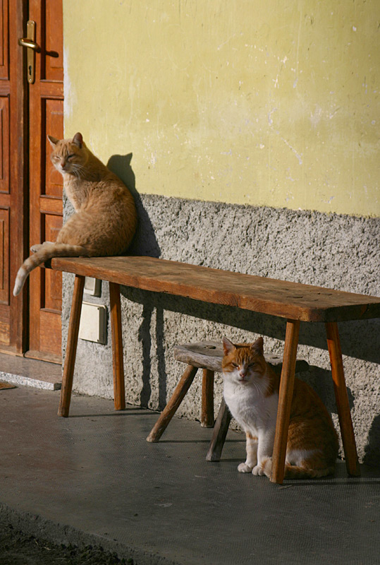 Gatti di montagna al sole