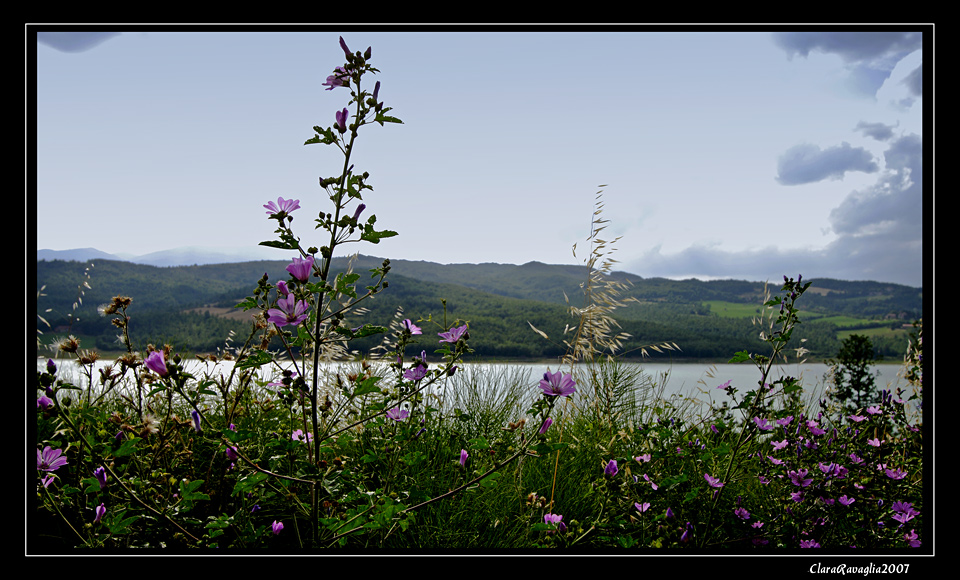 La Malva... e il Lago ( sulla via del raduno umbro.....)