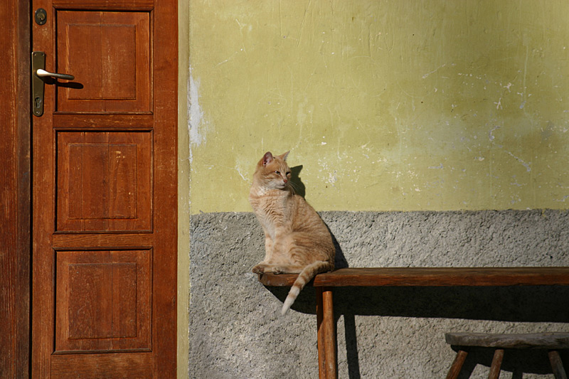 gatto al sole color