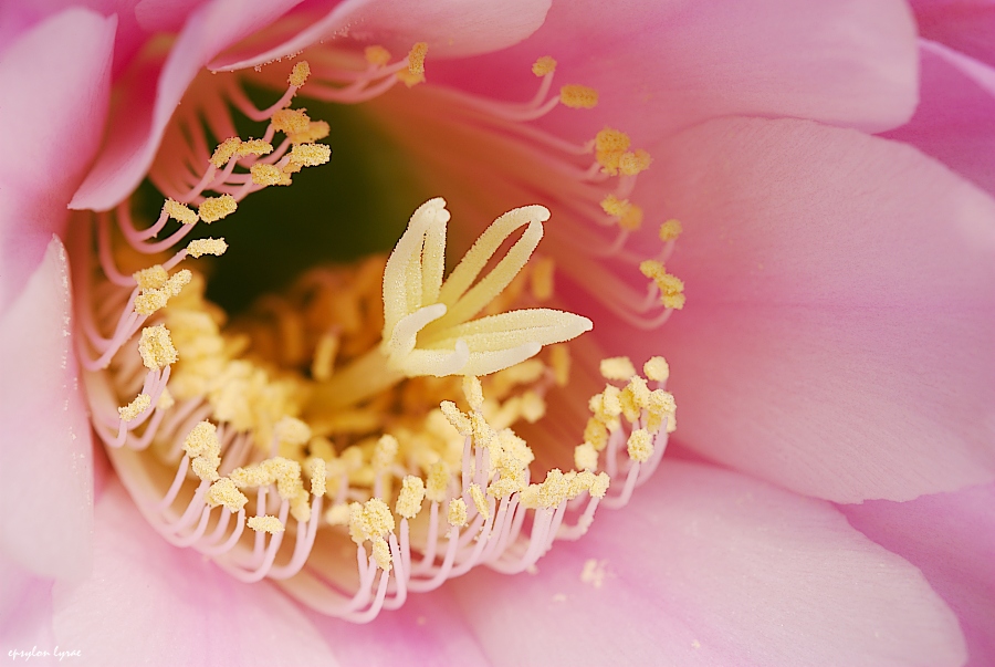 Echinopsis Center