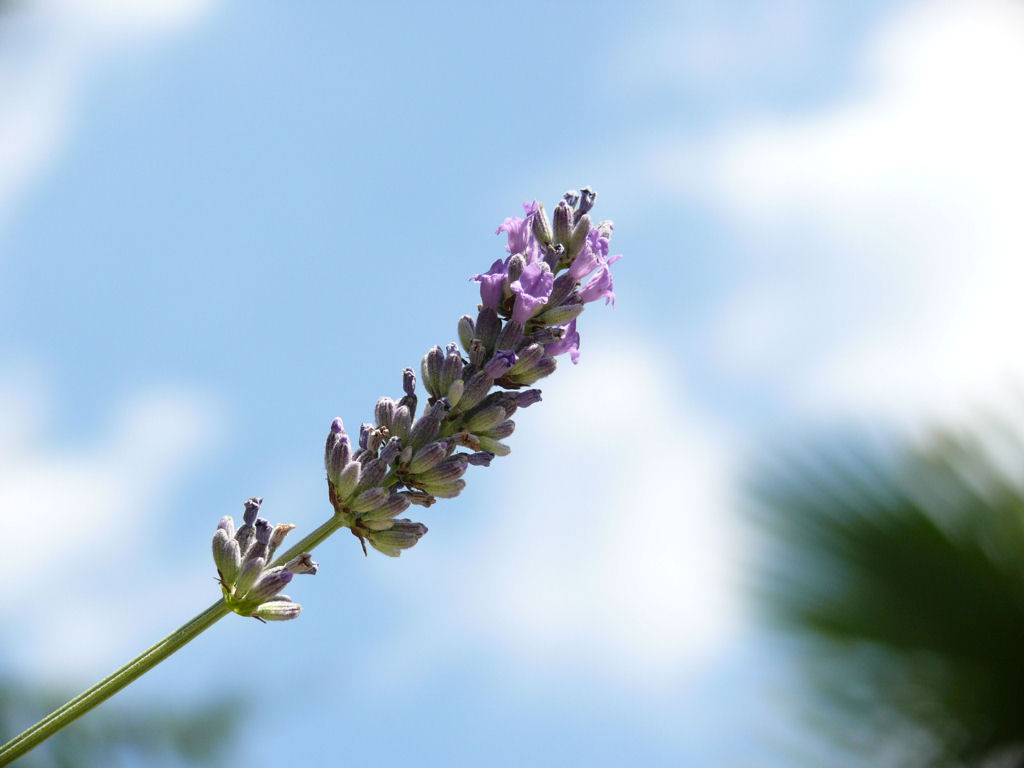 fiore in cielo