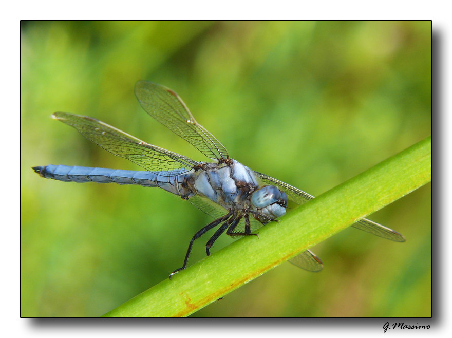 Libellula 2
