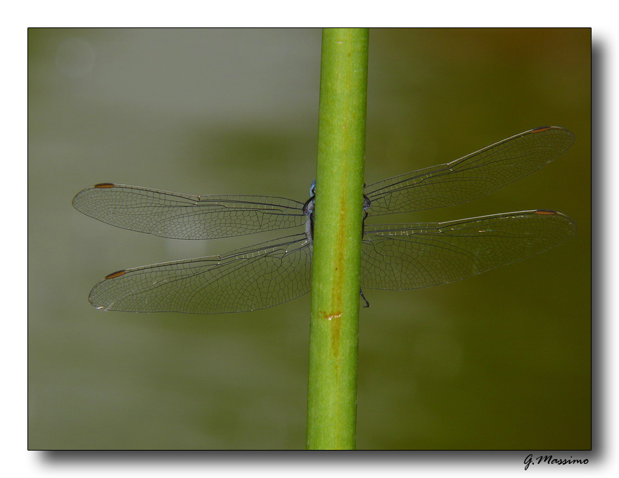 Libellula 4