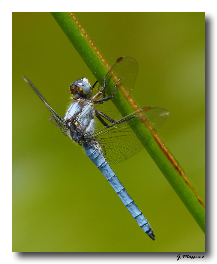 Libellula 11