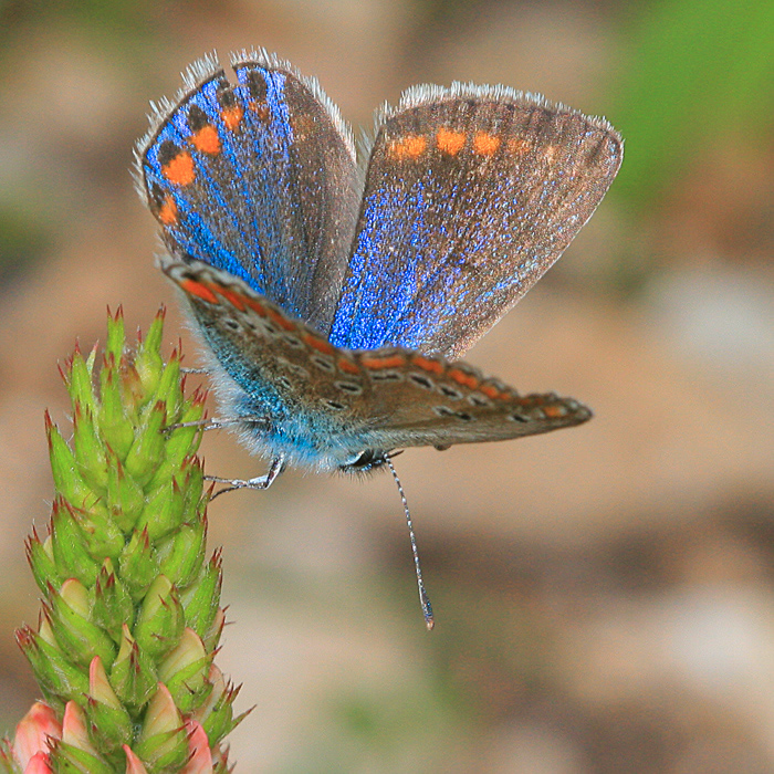 NonSoloFoto - Umbria 07 - Macro 2