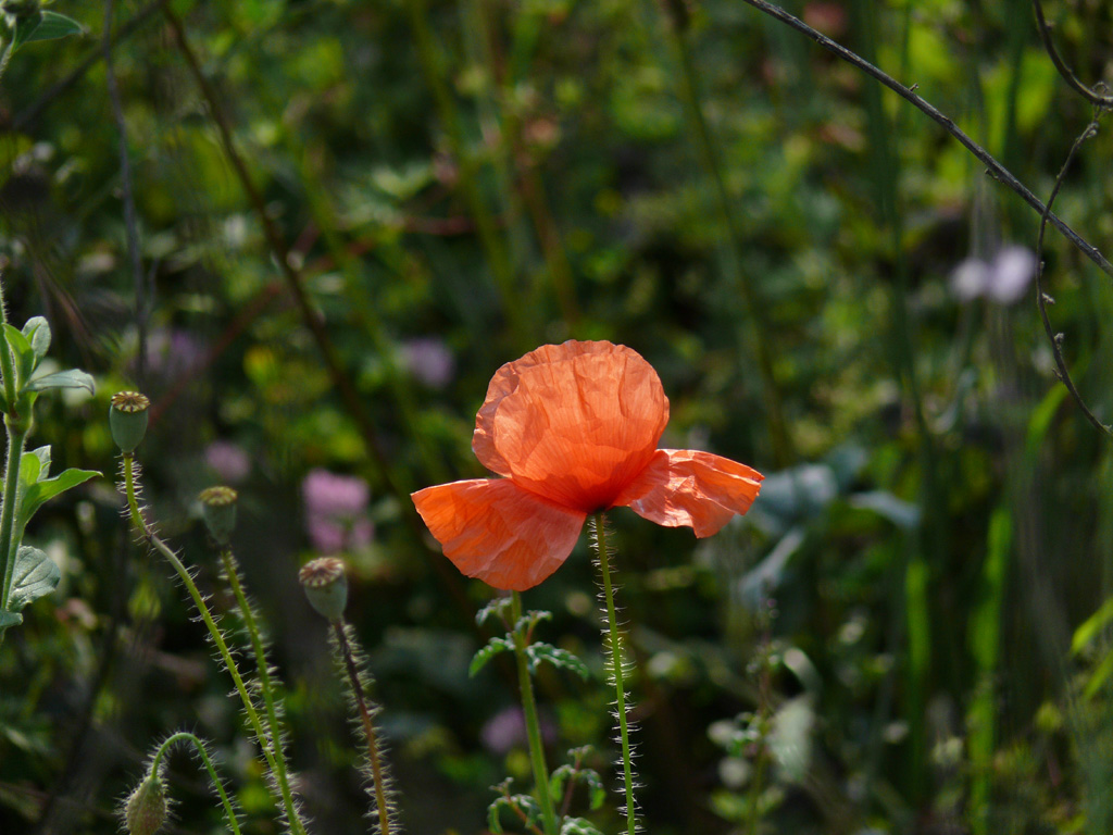 macro1