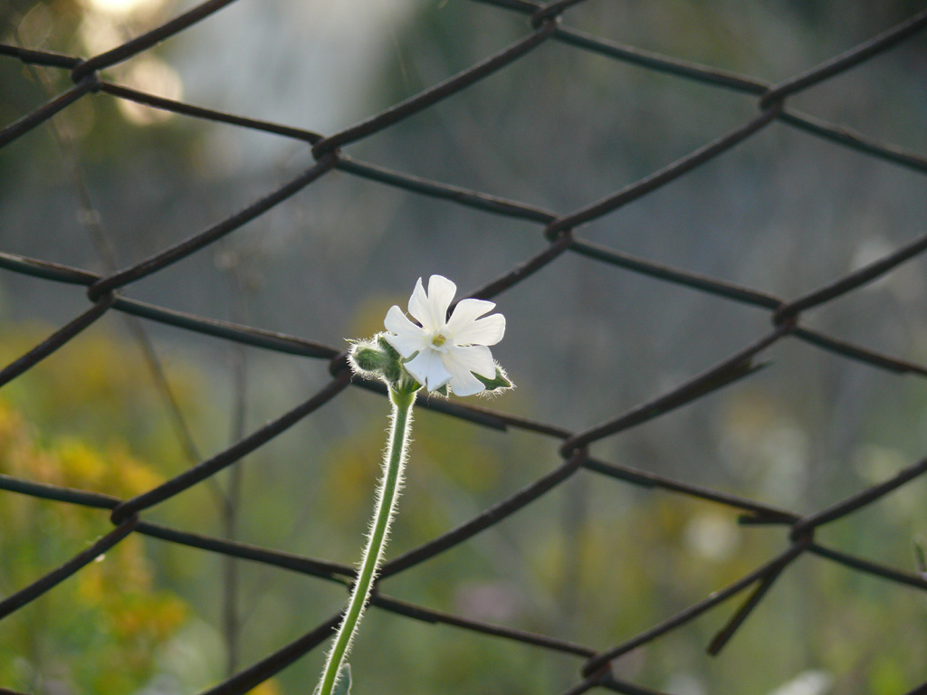 macro2