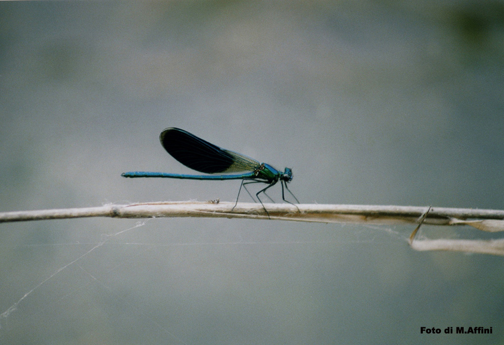 Libellula