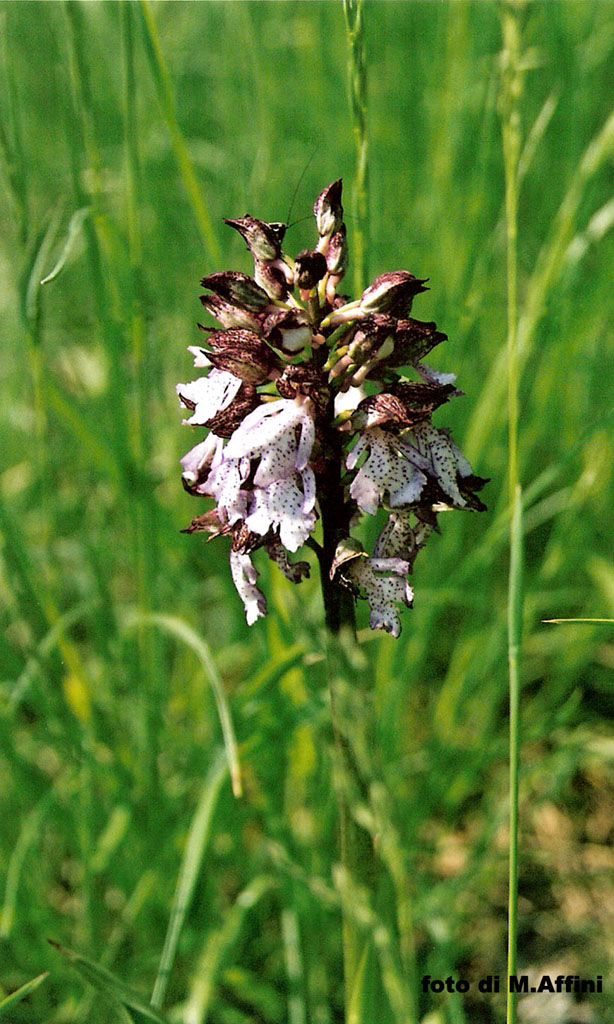 Orchidea