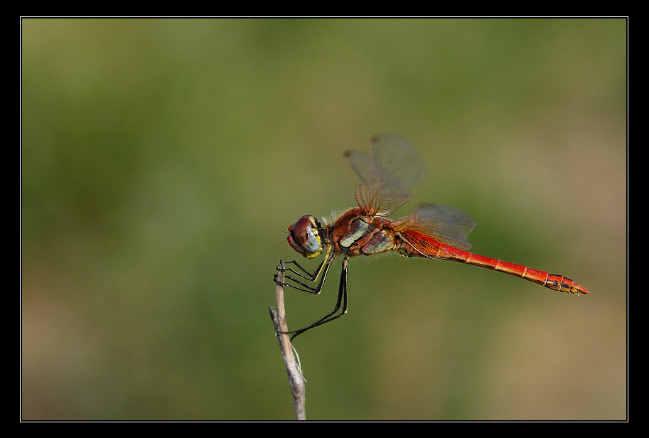 Red and green