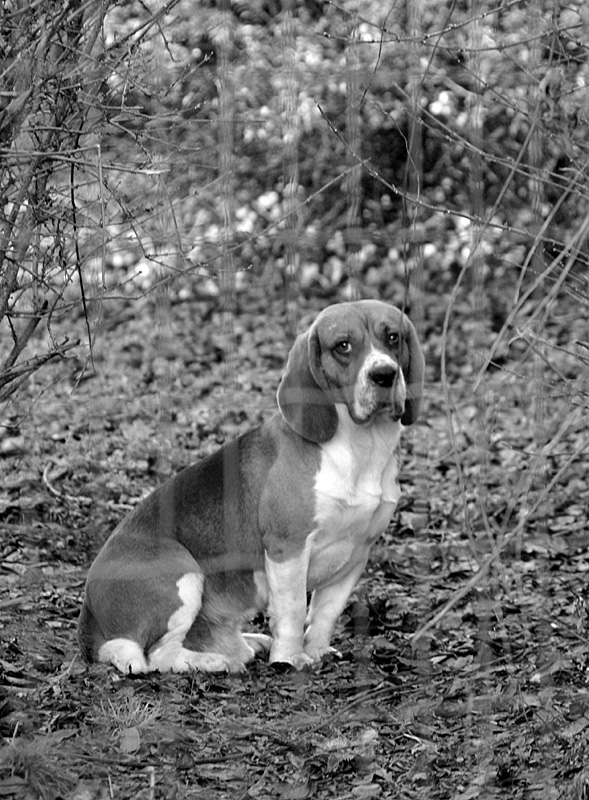 Il beagle timido