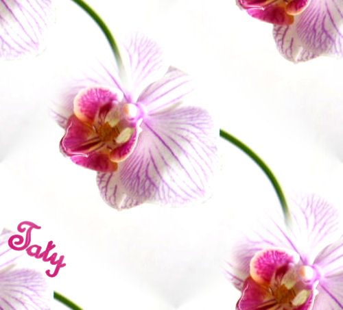 orchidee