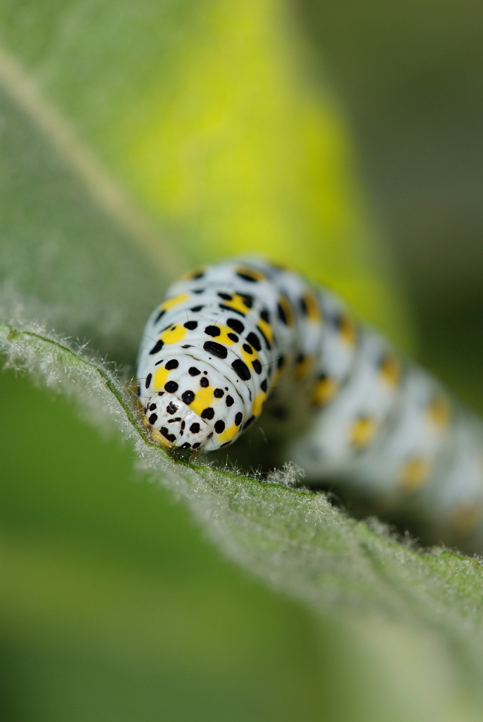 larva colorata