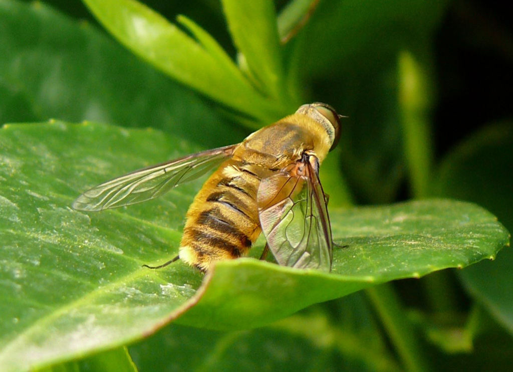 Macro