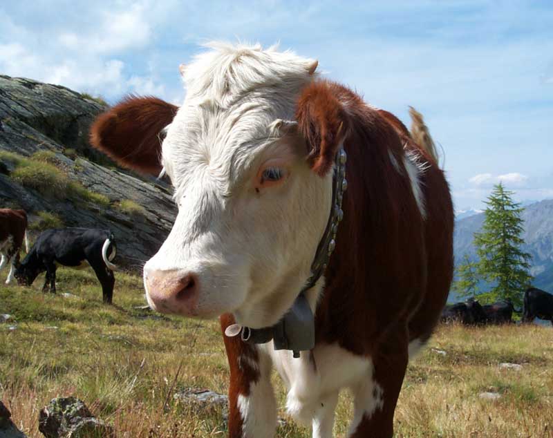 mucca-5