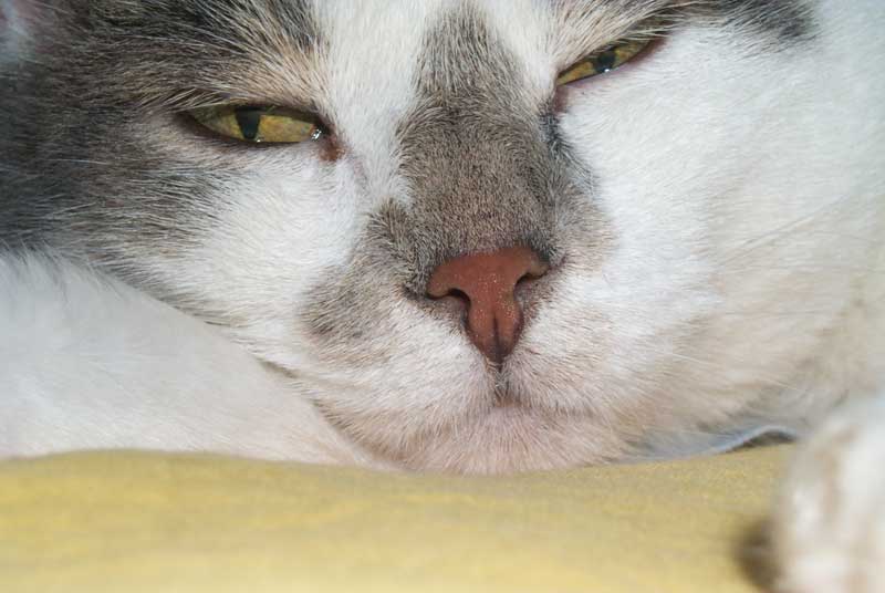 nermal1
