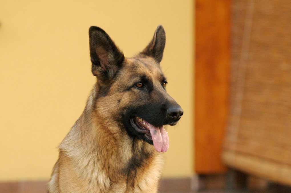 Masha 01