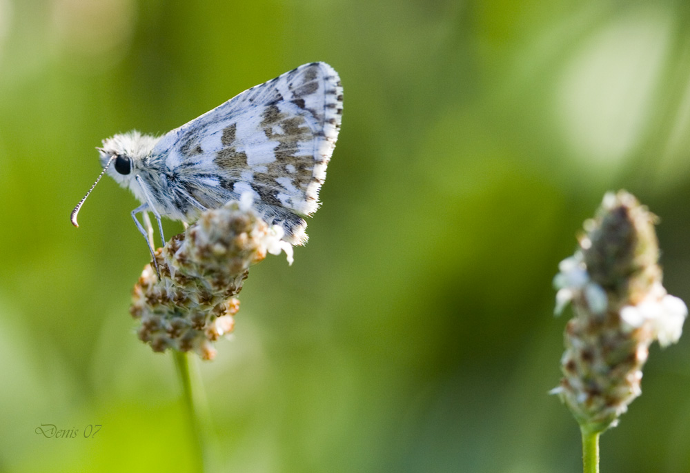 farfalla