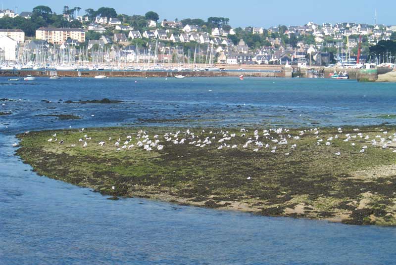 treguiergabbiani