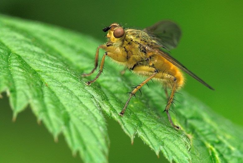 Scathophaga stercoraria