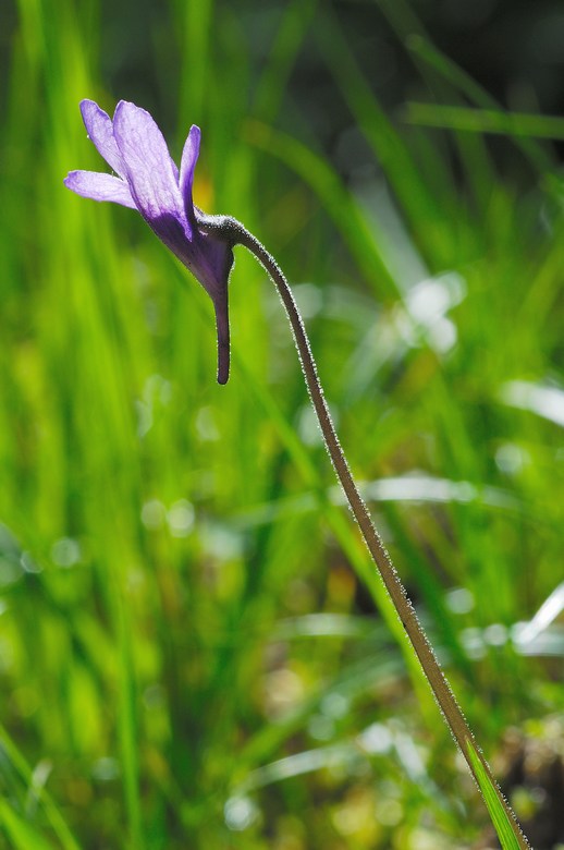 Pinguicola vulgaris (Carnivora in fiore)