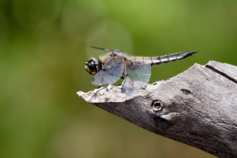 Libellula depressa su posatoio