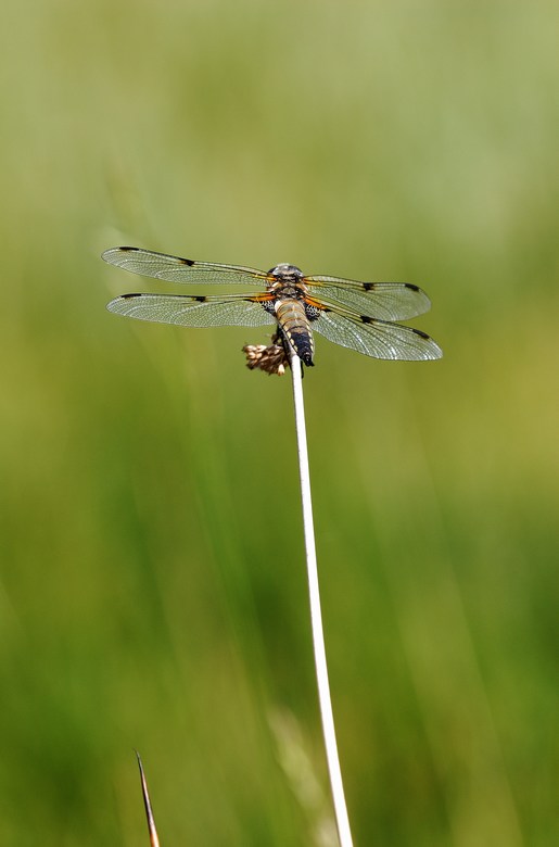 Libellula depressa su posatoio