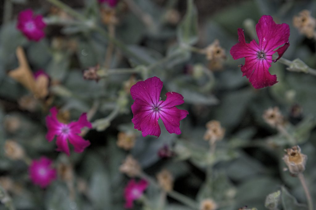 Violet