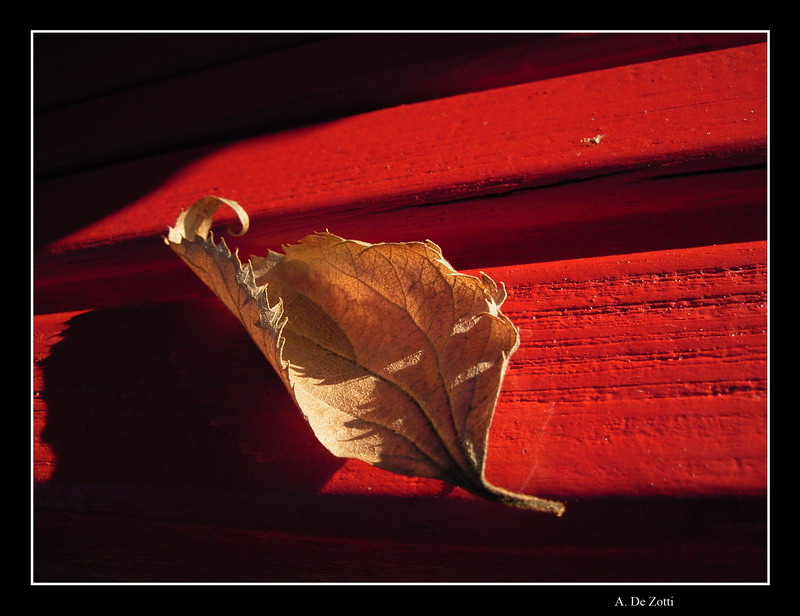 foglia