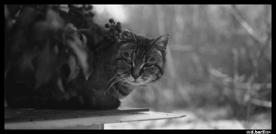 Gatto