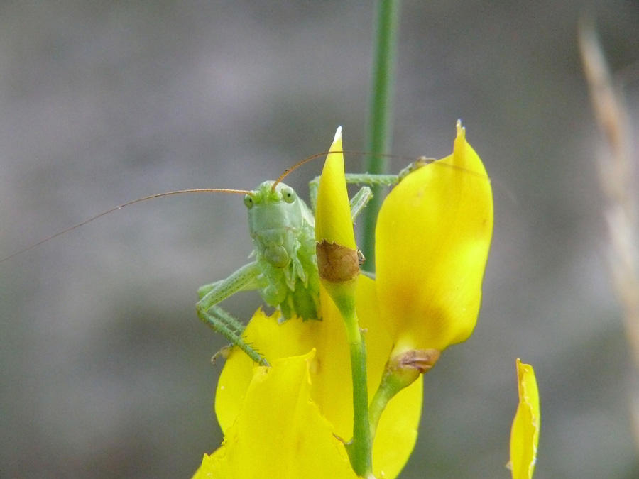 Grillo di cespuglio 2