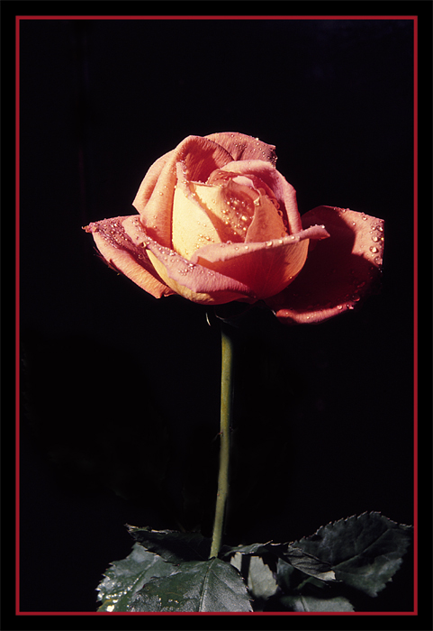 Una rosa