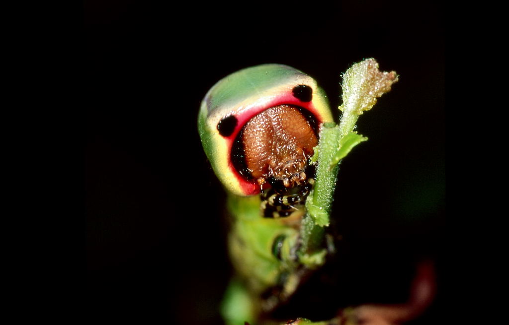 cerura