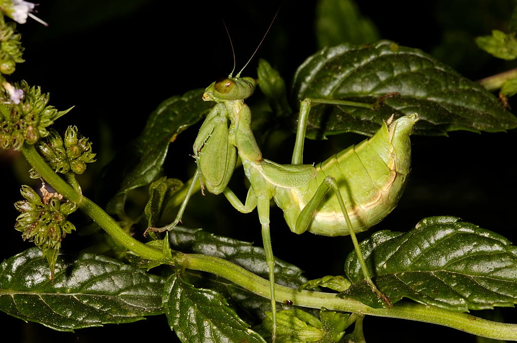 mantide vanitosa