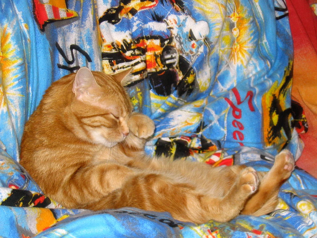 pigrizia felina