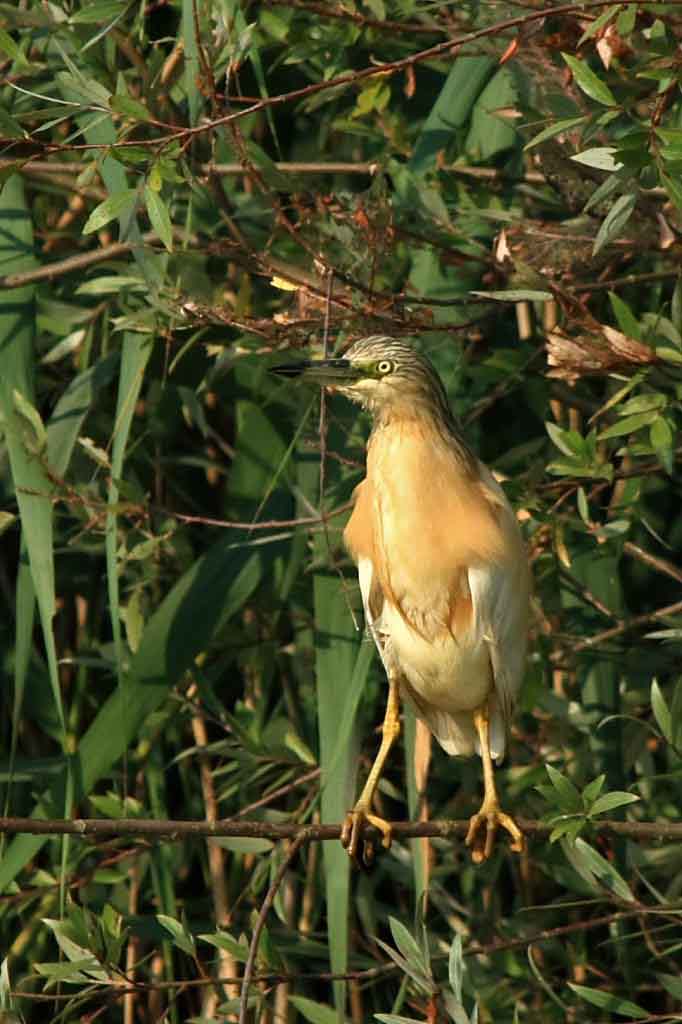 fucecchio3