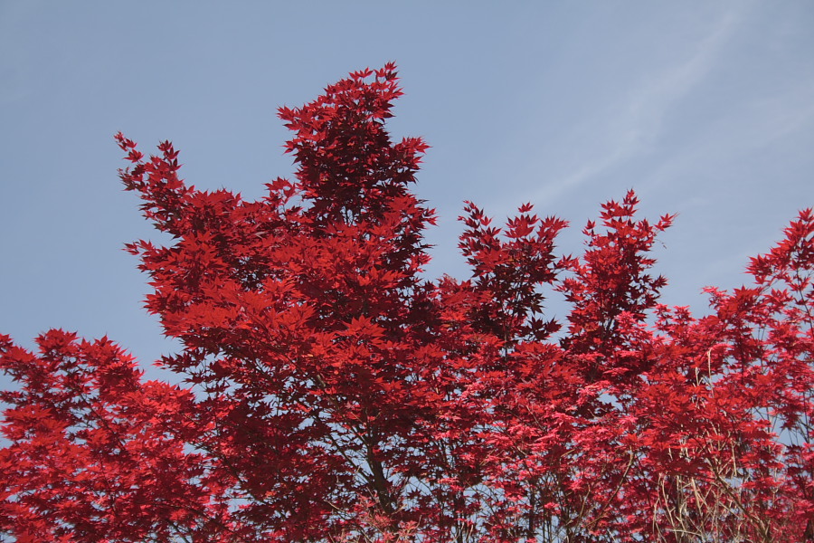Rosso acero