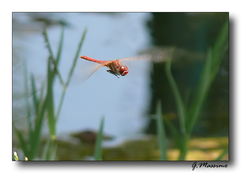 Libellula in Volo nel proprio habitat