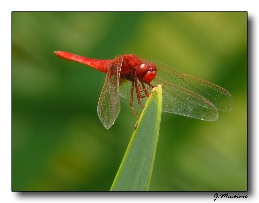 Red & Green 2