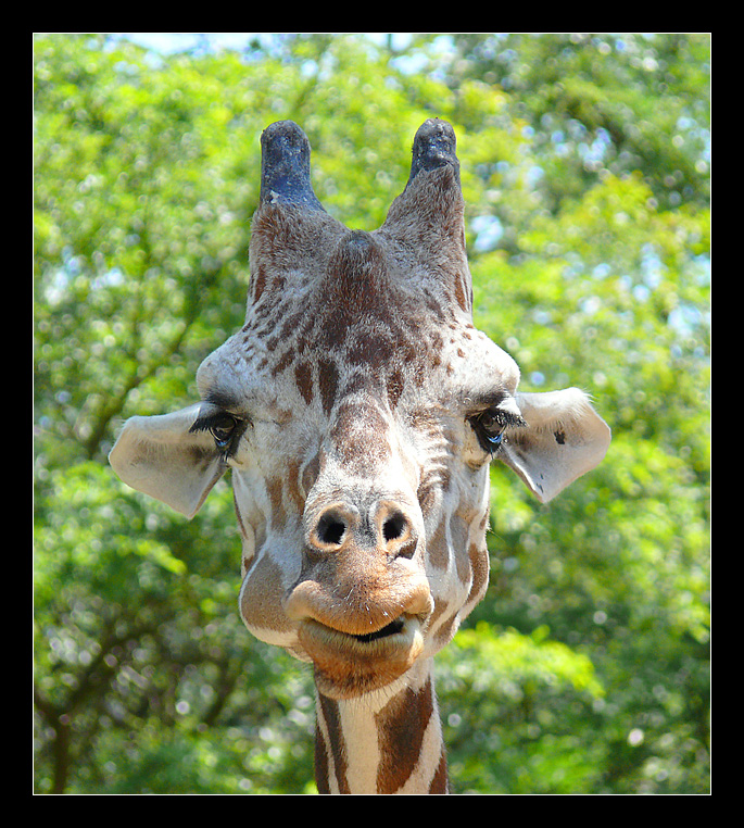Giraffa