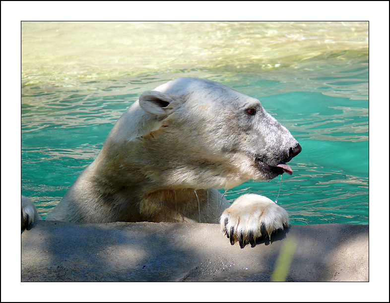 Orso2
